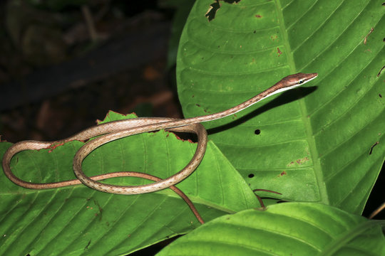 A brown vine snake (Oxybelis aeneus) coiled up on a leaf at night in Tortuguero National Park, Costa Rica.