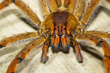 A wandering spider (family Ctenidae) up close at night in Costa Rica.