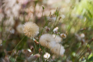 dandelion herbs with defocused background in spring