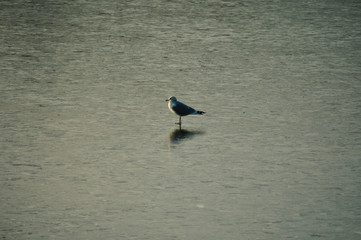 Fototapeta na wymiar Bird standing on frozen lake