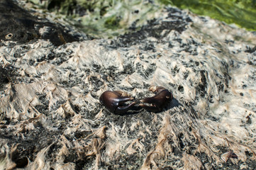 Claws of black sea crab on sea rock covered with dried white and green seaweed