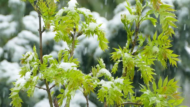 Snow falls on young shoots