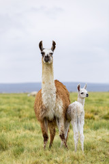 A llama and it's calf in the Altiplano along the border between Chile and Bolivia South America