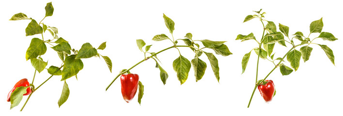 Sweet red pepper with a stem and green leaves on a white isolated background. Space for text. Background. set, collection.