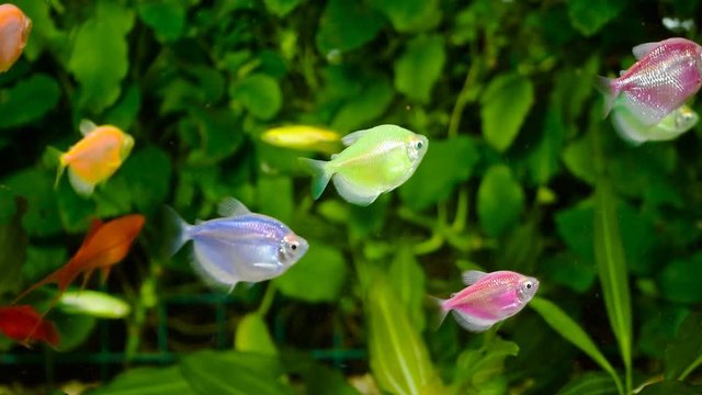 Goldfish, aquarium, a fish on the background of aquatic plants