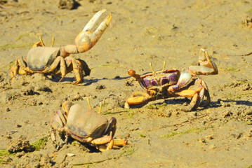 European Fiddler Crab (Uca tangeri), male
