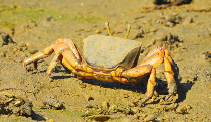 European Fiddler Crab (Uca tangeri), male