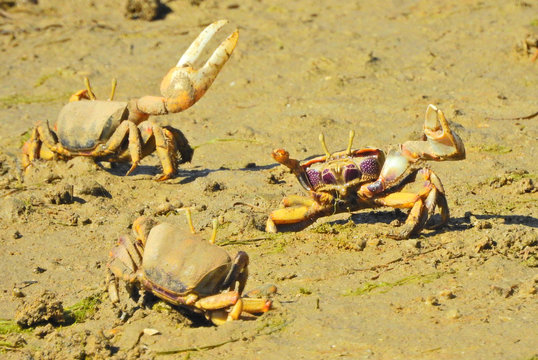 European Fiddler Crab (Uca tangeri), male