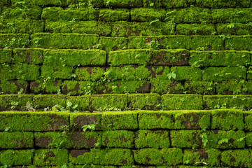 Green moss growing on old brick wall