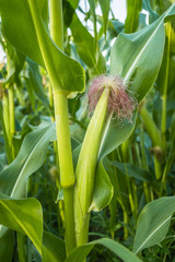 Immature ear of corn 
