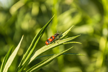Obraz premium Garden red and black bug closeup shot