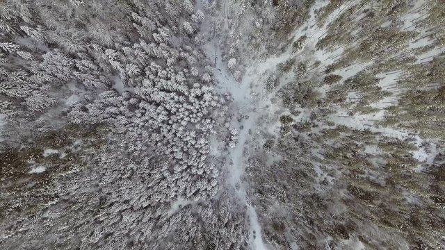 Aerial Snow Covered Trees. Landscape Winter Nature Forest.