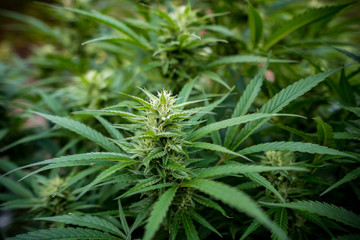 Cannabis Live Plant - Strain: Agent Orange