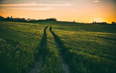 A beautiful shot of tire track path through a thick green field at sunset - obrazy, fototapety, plakaty
