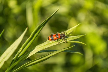 Garden red and black bug closeup shot