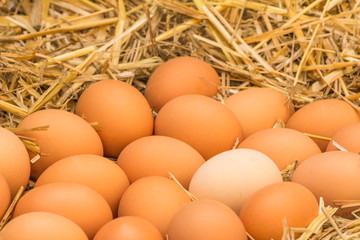 Freerange fresh raw eggs in recycled paper egg cartons or on the straw
