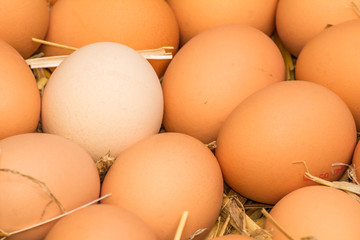 Freerange fresh raw eggs in recycled paper egg cartons or on the straw