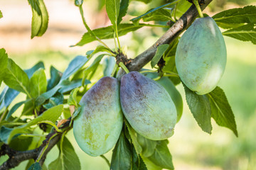 The immature plum