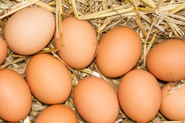 Freerange fresh raw eggs in recycled paper egg cartons or on the straw