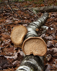 Brown Fungus Growing on Fallen Log