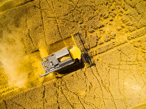 Aerial view of combine harvester on wheat field. Agriculture and biofuel production theme. 