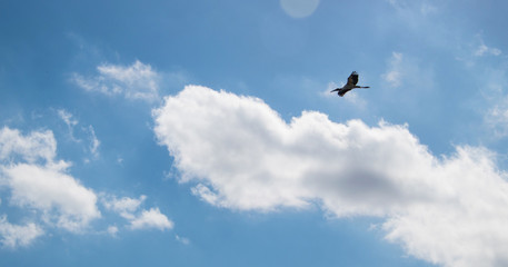 Beautiful Australian Ibis in flight