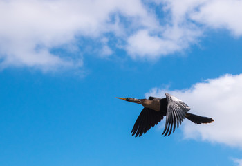 Beautiful Australian Ibis in flight