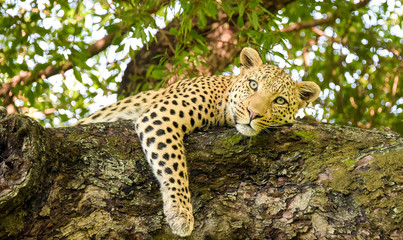 Okavango Delta Leopard