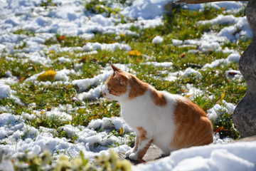 Ginger cat in winter autumn garden among snow and green grass