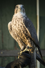 falco sacro