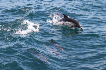Dolphin jumping in ocean