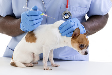Vet giving an injection to a Chihuahua in front of white a background