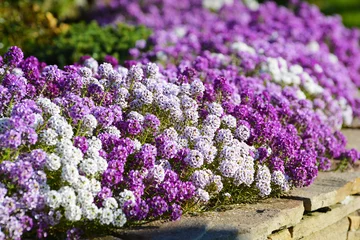 Foto op Plexiglas Witte, lila en violette bloemen alyssum op bloembed in de zomertuin. © iryna_l