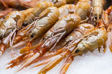 Live lobster on the ice shelf of the store on ice.