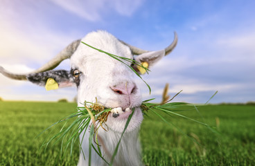 Goat with funny teeth and grass in mouth - Funny looking white billy goat with hilarious teeth, looking at the camera, with grass in its mouth, in a green field, on a sunny day of summer. © YesPhotographers