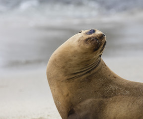Fototapeta premium Sea Lions La Jolla