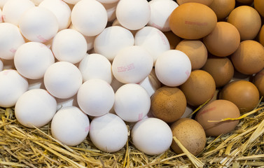 Fresh chicken eggs lie on the straw