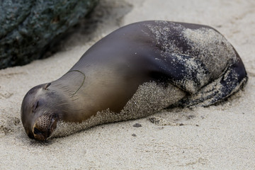 Sea Lions La Jolla