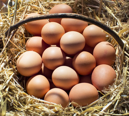Fresh chicken eggs lie on the straw