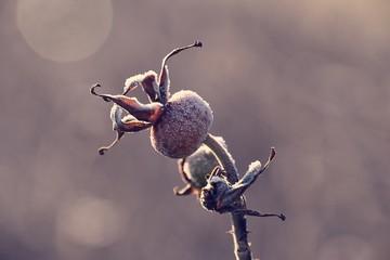 wild rose berries covered with frost in the morning light