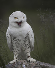 Snowy Owl