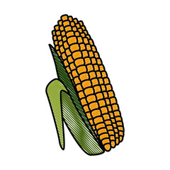 Fresh corn isolated icon vector illustration graphic design