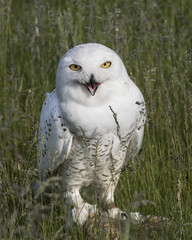 Snowy Owl