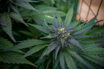 Cannabis Live Flower - Strain: Gateway Kush