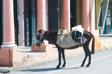 donkey tied outside building waiting for owner 