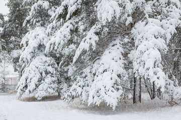 Snow covered pine tree branches in winter forest
