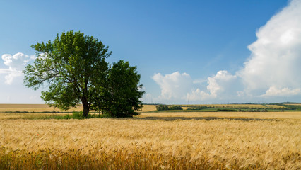 Fototapeta premium Wheat field on a background of blue sky. Panorama from multiple images
