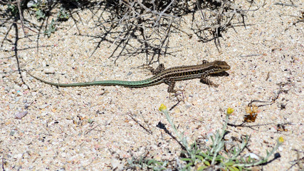 Jaszczurka w Zatoce Balos, Kreta, Grecja © TOP67