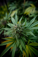 Fototapeta premium Cannabis Live Plant - Strain: Lavender 