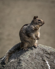 SQUIRREL ON ROCK OREGON COAST